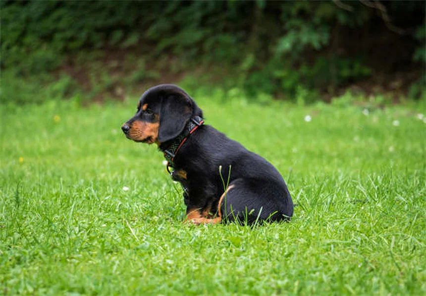 Why Do Dogs Stare at You When They Poop? 5 Surprising Reasons