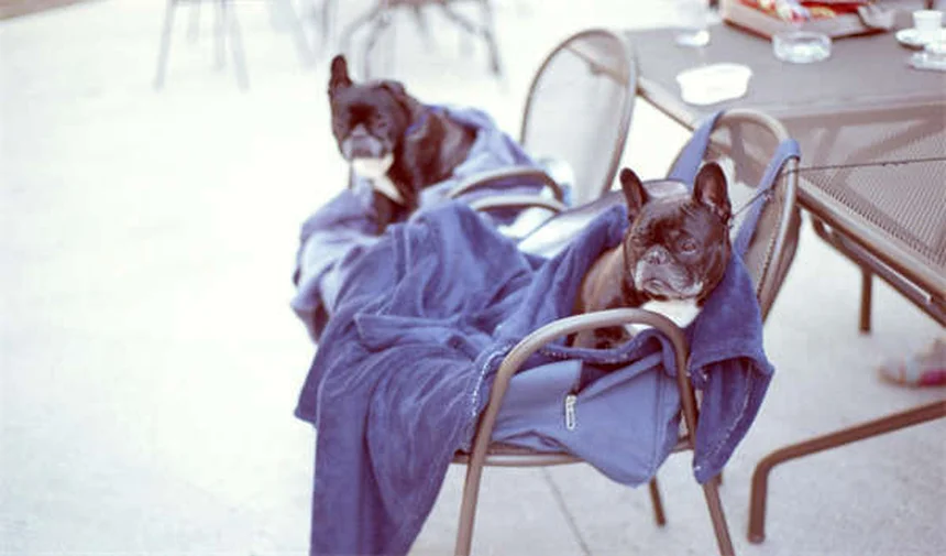 Bobcat Fever in Cats: Symptoms, Treatment & Prevention Tips