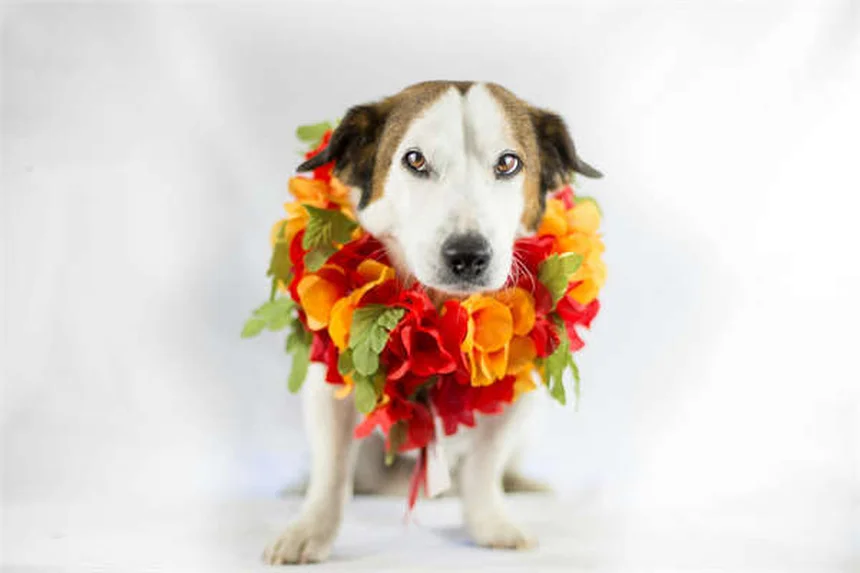 Guinea Pig Dystocia: Life-Saving Signs & Prevention Tips