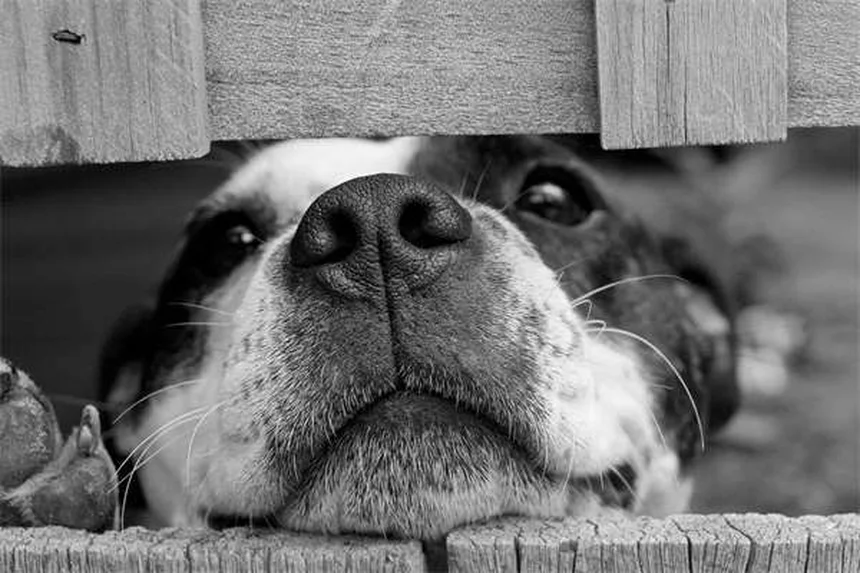 Do Dogs Know Their Name? 7 Surprising Facts About Canine Comprehension