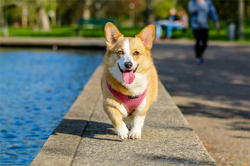 Pet Travel Made Easy: 7 Stress-Free Tips for Vacationing With Your Furry Friend